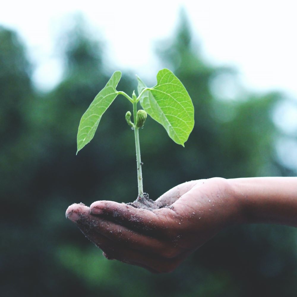 Plant growing on someone's hand